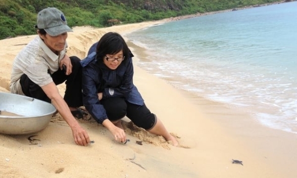 Binh Dinh protects and preserves spawning grounds for sea turtles